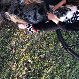 Border Collie All Grown Up from Mccurry Farms