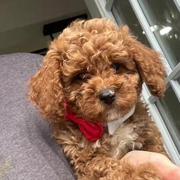 Louis - Red  male Poodle puppy in Germantown, Maryland from Honey Blossom Doodles