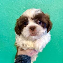 Will - Liver and white male Shih Tzu puppy in Stroud, Oklahoma from Laik’s Little Shihtz & Poms
