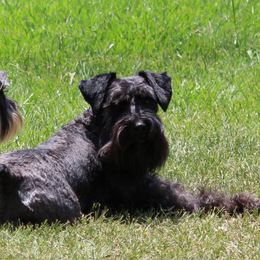 Brock's Miniature Schnauzer - Black female Miniature Schnauzer puppy in Greensburg, Louisiana from Brock’s  Miniature Schnauzers