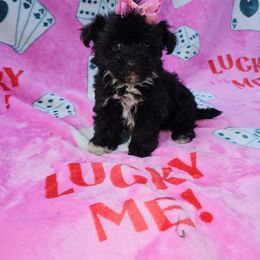 Daisy - Black & white female Maltipoo puppy in Lancaster, Kentucky from Dream Paws Puppies, LLC