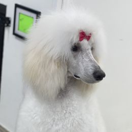 Grimm - Poodle