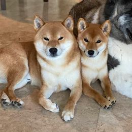 Malone - Shiba Inu