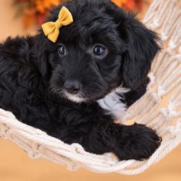 Mabel - Black and white female Aussiedoodle puppy in Byron, Georgia from Southern Olive Doodles 🫒