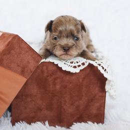 Shihpoo Puppies from The Teddybear Shihpoo