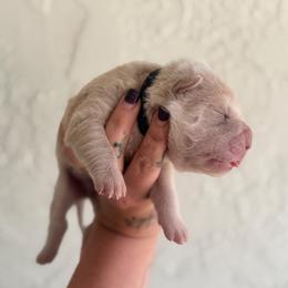 Stefon - Cream dilute male Chinese Shar-Pei puppy in Lehigh Acres, Florida from Florida Wrinkles