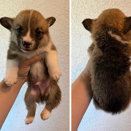 Leroy - White and red male Pembroke Welsh Corgi puppy in Helmville, Montana from Calie’s Corgis