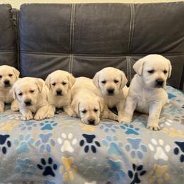 Girl 3 - Yellow female Labrador Retriever puppy in Medford, Oregon from Valley View English Labs
