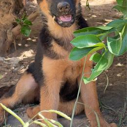 Purple - Black and red female German Shepherd puppy in Sacramento, California from Von Blackwolf German Shepherds