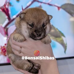 NIMO - Red male Shiba Inu puppy in Minnesota from BonsaiShibas