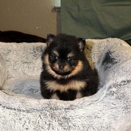 Cleo - Black and tan female Pomeranian puppy in Angleton, Texas from Pomeranian Palace, LLC