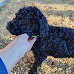 Poodle Puppies from Luck O the Doodle