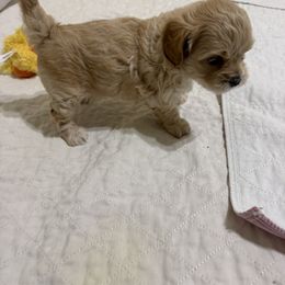 John - Gold and white male Shihpoo puppy in Cedar Springs, Michigan from Pridespoodles