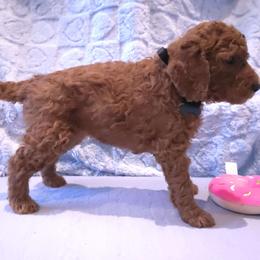 Black Collar - female Poodle puppy in Vass, North Carolina from Dakliff Standard Poodles