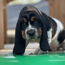 Basset Hounds from Staci Sills