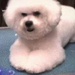 Bichon Frises from Escapade Bichons