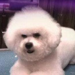 Bichon Frises from Escapade Bichons