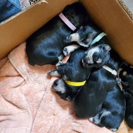 Miniature Schnauzer Puppies from Miss M's Mini Schnauzers