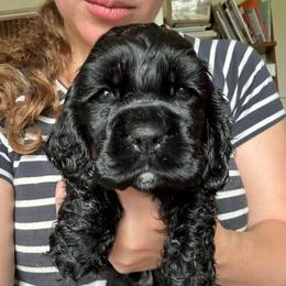 AKC Basil - not available - Black male Cocker Spaniel puppy in Cincinnati, Ohio from Abundance of Joy LLC Cocker Spaniels