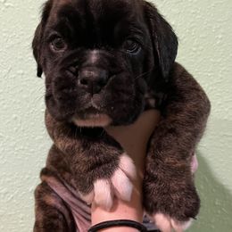 Boxer Puppies from Von Royal Dell’Infinite