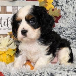 Lovey - Tri-color female Cavalier King Charles Spaniel puppy in Stilwell, Oklahoma from Love Bug Cavaliers