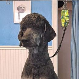 Johnny - Poodle