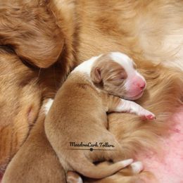 Nova Scotia Duck Tolling Retriever Puppies from Meadowlark Tollers