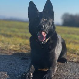 Barsa - German Shepherd