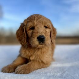 Lloyd - Apricot male Goldendoodle puppy in Osage City, Kansas from Golden Ridge Goldens
