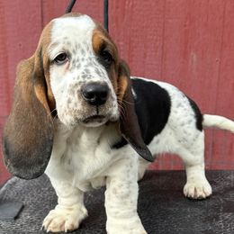 Betty - Basset Hound