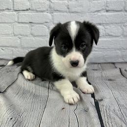 Comet - Black and white male American Corgi puppy in Waskom, Texas from Piney Woods Corgis