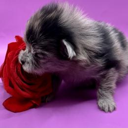 Girl 1 - Blue merle female Pomeranian puppy in Windham, Maine from New England Exotic Pomeranians