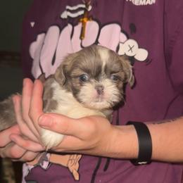 Pebbles - Liver and white female Shih Tzu puppy in Bethpage, Tennessee from Tennessee's Treasured Shih Tzus
