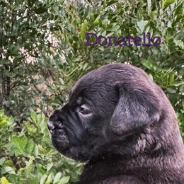 Donatello - Red brindle male Bullmastiff puppy in San Antonio, Texas from Blushing Dawn Bullmastiffs