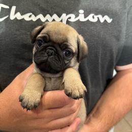Green - Fawn male Pug puppy in Hemet, California from Greek God Pugs