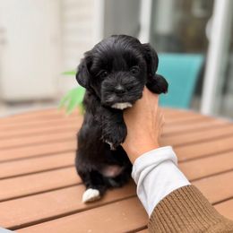 Shadow - Black & white male Maltipoo puppy in West Jordan, Utah from Gem Puppies of Utah