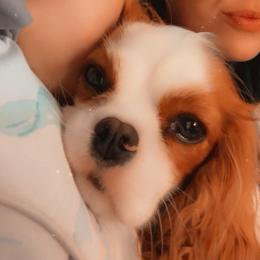 AnnieB - Cavalier King Charles Spaniel