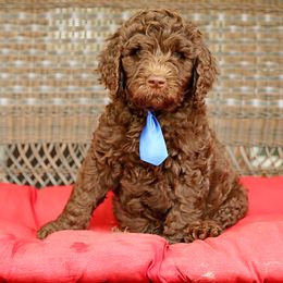 Australian Labradoodle, Bernedoodle, and Goldendoodle Puppies from Golden Fields Doodles