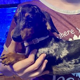 Statler - Dachshund
