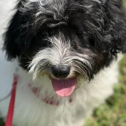 Assorted Doodle Crosses, Cotons de Tulear, Miniature Schnauzers, Poodles, and Schnoodles from A Bundle of Love