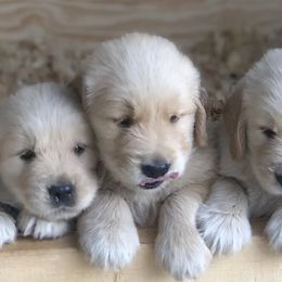 Golden Retrievers from Stonewood Goldens