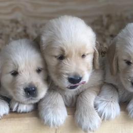 Golden Retrievers from Stonewood Goldens