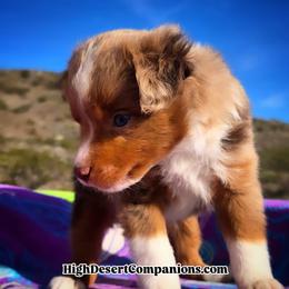 Mr. Dolce - Red merle male Toy Australian Shepherd puppy in Dolan Springs, Arizona from High Desert Companions