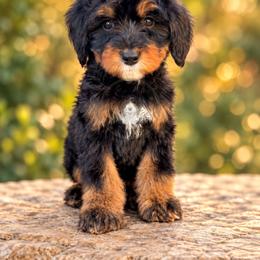 Ruby - Tri-color female Bernedoodle puppy in Greenville, Texas from Doodles of Promise