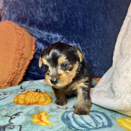 Girl 2 (orange) - Black and gold female Yorkshire Terrier puppy in New Albany, Mississippi from Hardy Kennel