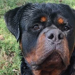 Rottweilers from Cali rottweilers