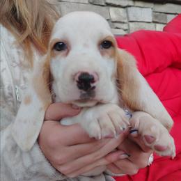 Lincoln - Lemon and white male Basset Hound puppy in Newton Grove, North Carolina from MGA Basset Hound