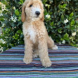 Goldendoodle Puppies from Cali Doodles