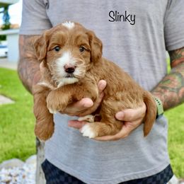 Bernedoodle Puppies from Salt-Life Doodles