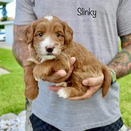 Bernedoodle Puppies from Salt-Life Doodles
